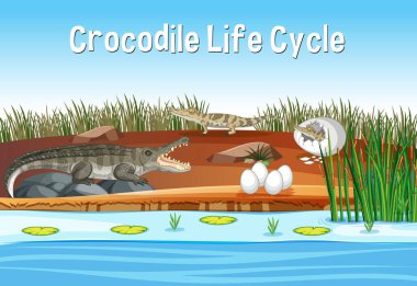 Scene with Crocodile Life Cycle illustration vector Scene with Crocodile Life Cycle illustration vector