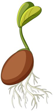 Tohum yetiştirme çizgi film biçimi beyaz arkaplan illüstrasyonunda