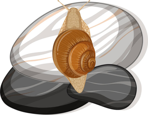 Top view of snail on a stone on white background illustration