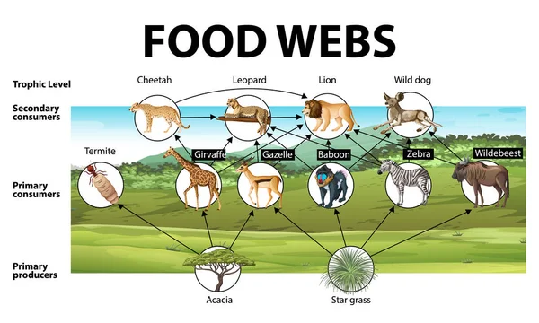 Afiche Educativo Biología Para Redes Alimenticias Ilustración Del Diagrama — Archivo Imágenes Vectoriales