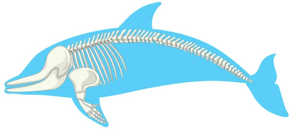 Skelet Anatomie Van Dolfijnen Geïsoleerd Witte Achtergrond Illustratie — Stockvector