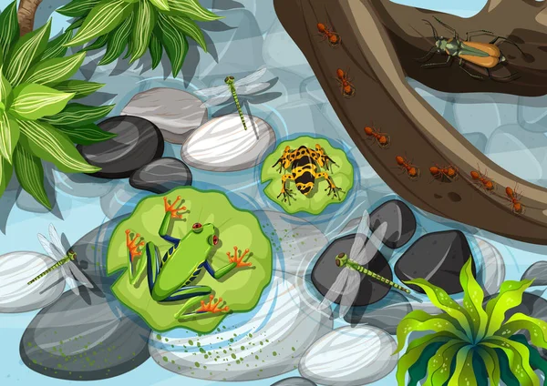 Widok Góry Różnych Rodzajów Żaby Dżungli Ilustracji — Wektor stockowy