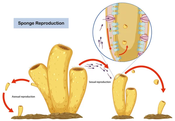 Asexual Sexual Reproduction Sponges Diagram — 스톡 벡터