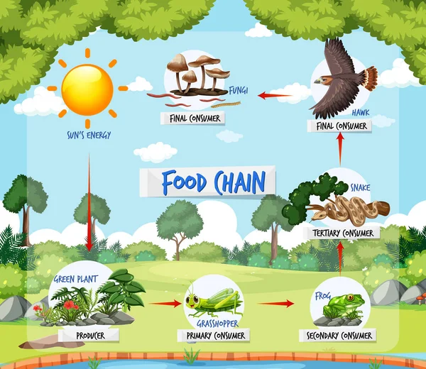 Voedselketen Diagram Concept Bos Achtergrond Illustratie — Stockvector