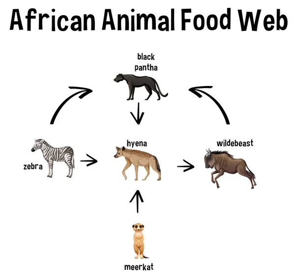 Zebra Food 