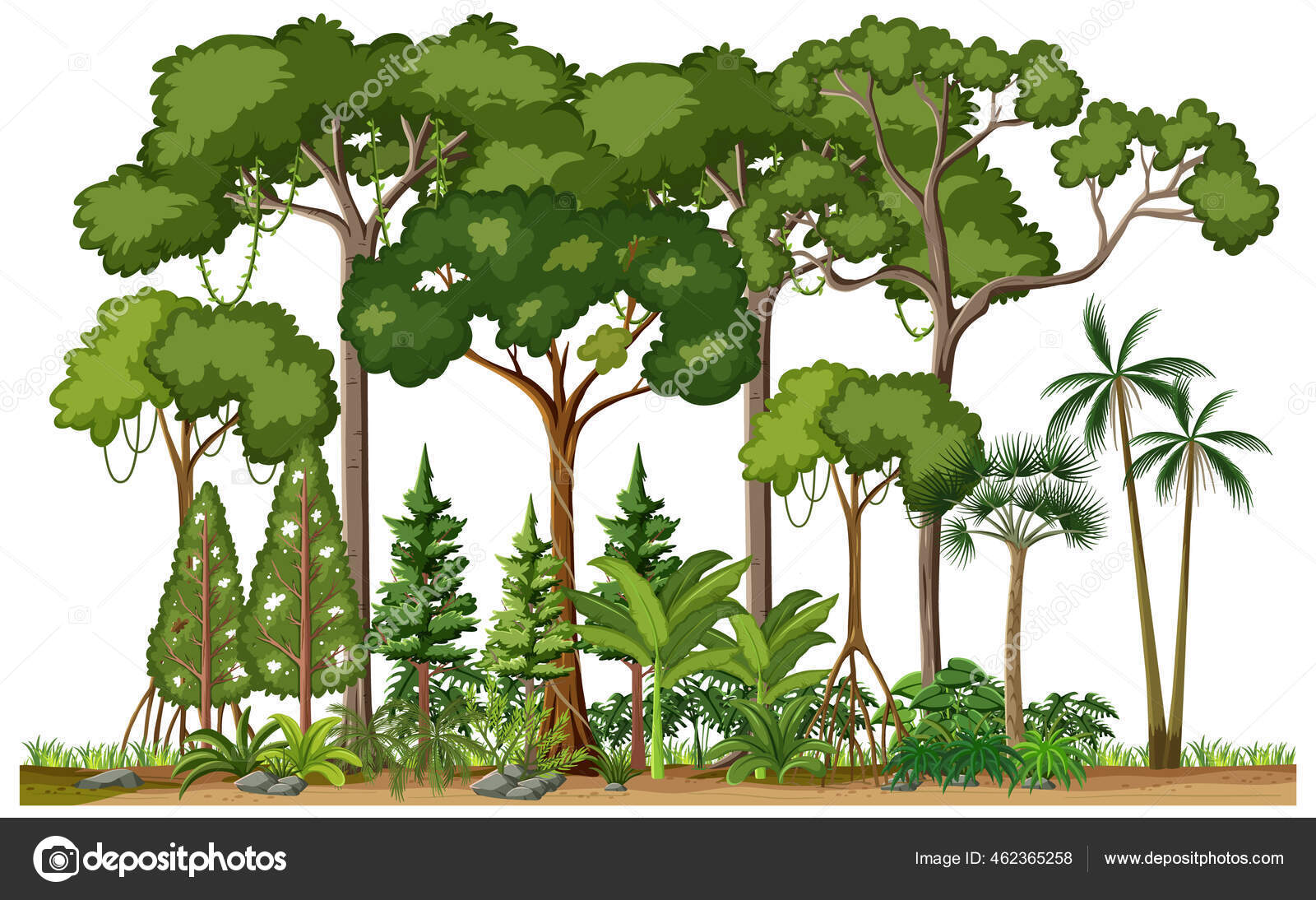 Conjunto Diferentes Árboles Selva Tropical Sobre Fondo Blanco Ilustración  Vector de stock #462365258 de ©blueringmedia, image size:1600x1094