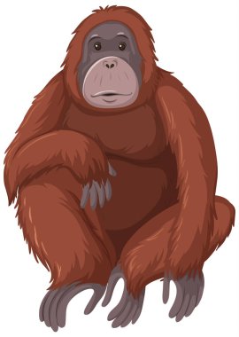 Beyaz arkaplandaki Orangutan vahşi hayvanı