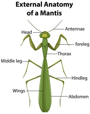 Beyaz arkaplan illüstrasyonunda Mantid 'in Dış Anatomisi