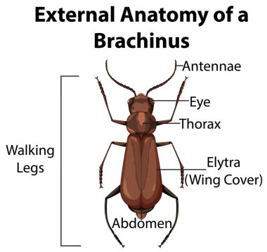 Beyaz arkaplan illüstrasyonunda bir Brachinus 'un Dış Anatomisi