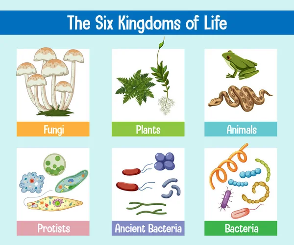 Science Poster Six Kingdoms Life Illustration — Stock Vector
