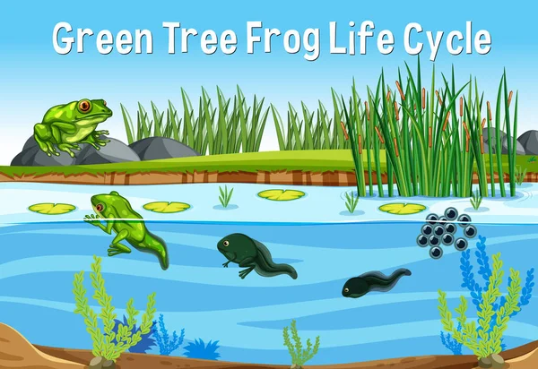 Yeşil Ağaç Kurbağa Yaşamı Llüstrasyonu — Stok Vektör