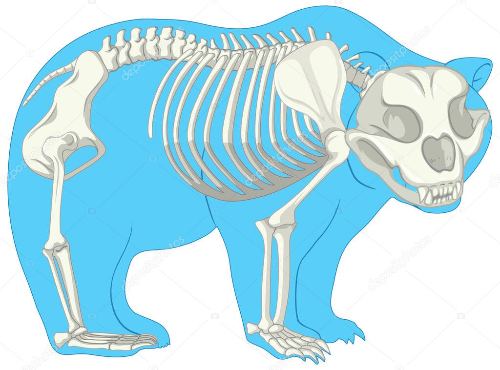 Skeleton Anatomy of wild bear isolated illustration