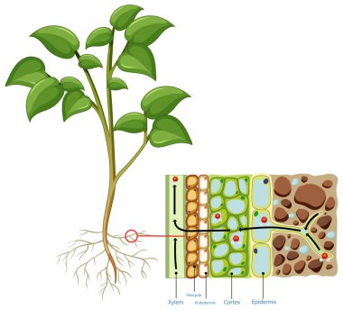 Beyaz arkaplan illüstrasyonunda izole edilmiş kök hücreleri gösteren diyagram