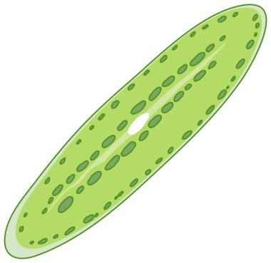 Yeşil Yosun beyaz arkaplan resimlerinde izole edildi