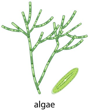 Beyaz arkaplan illüstrasyonunda alg çizgi film biçimi