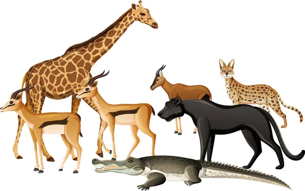 Grupo Animais Africanos Selvagens Sobre Ilustração Fundo Branco —  Vetores de Stock