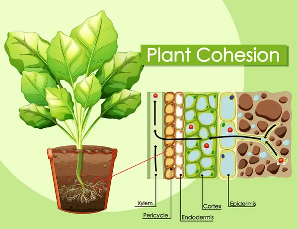 Diagram Showing Plant Cohesion Illustration — Stock Vector