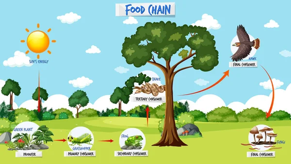 Concepto Diagrama Cadena Alimentaria Sobre Fondo Forestal Ilustración — Vector de stock