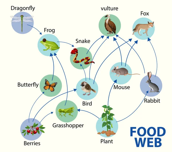 Diagrama Cadena Alimentaria Ilustración Del Concepto — Vector de stock