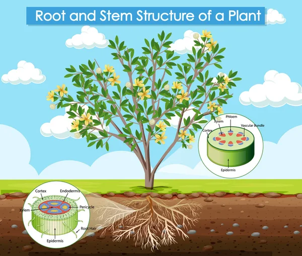Diagram Znázorňující Kořenovou Kmenovou Strukturu Ilustrace Rostliny — Stockový vektor
