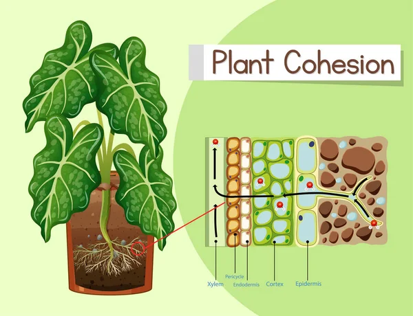 Diagrama Que Muestra Ilustración Cohesión Vegetal — Archivo Imágenes Vectoriales