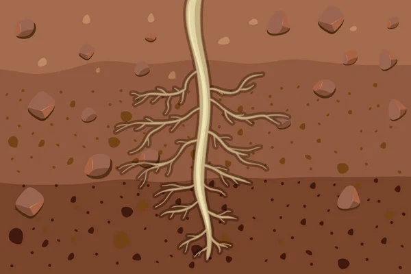 Primer Plano Las Raíces Vegetales Ilustración Del Suelo — Vector de stock