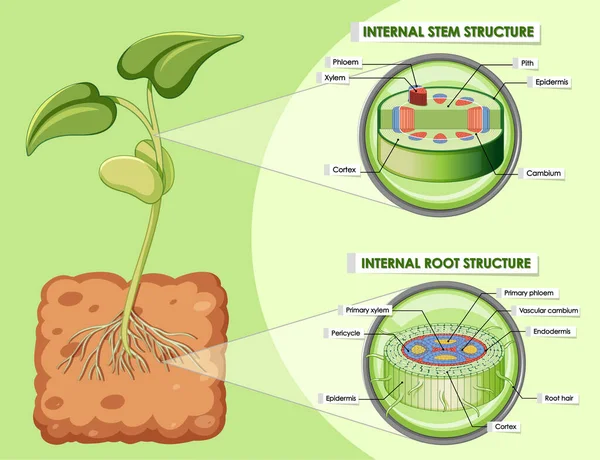 Diagrama Que Muestra Ilustración Del Tallo Estructura Raíz — Vector de stock