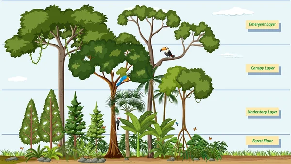 Sim Illüstrasyonlu Bir Yağmur Ormanının Katmanları — Stok Vektör