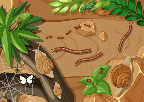 Bovenaanzicht Van Verschillende Soorten Insecten Tuinillustratie — Stockvector