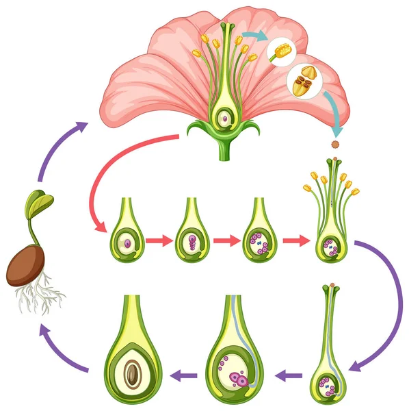 Diagrama Que Muestra Partes Ilustración Flores — Archivo Imágenes Vectoriales