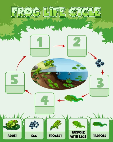 カエルイラストのライフサイクルを示す図 — ストックベクタ