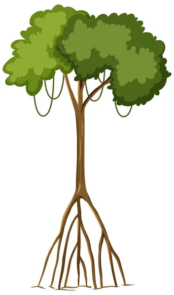 白色背景图上孤立的大根系单株雨林树 — 图库矢量图片