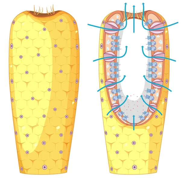 Diagrama Estrutura Das Esponjas Para Ilustração Ensino Biologia — Vetor de Stock