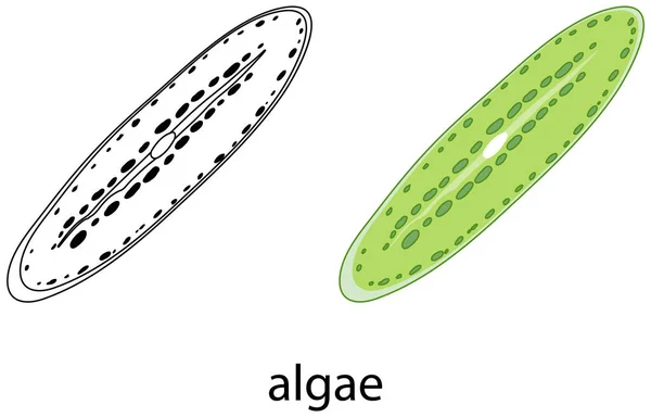 Alger Färg Och Klotter Vit Bakgrund Illustration — Stock vektor