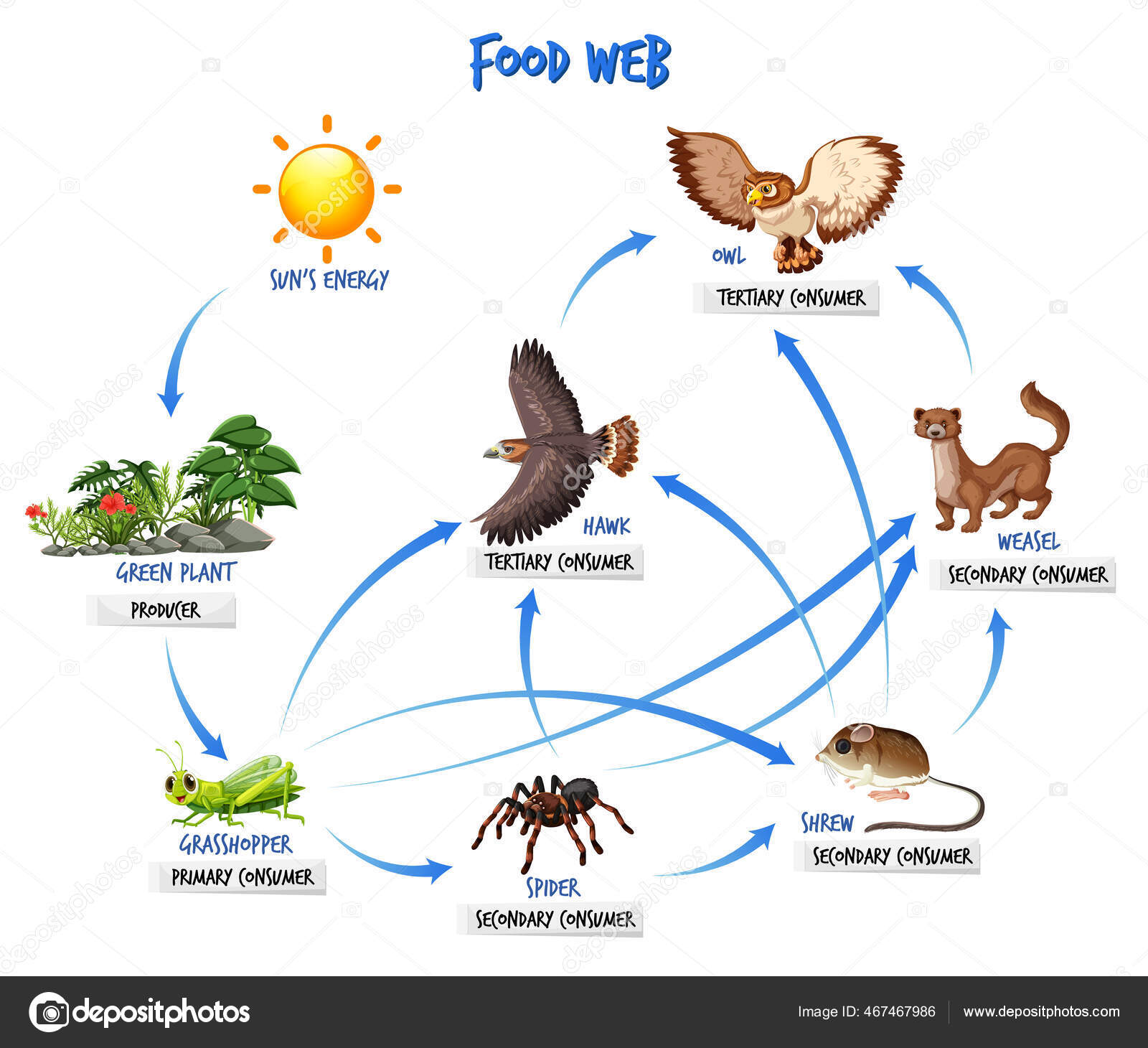 Food Chain Diagram Concept Illustration Stock Vector by blueringmedia Biology Diagrams