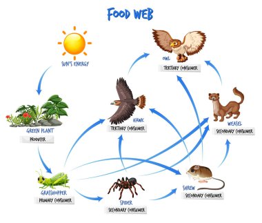 Food chain diagram concept illustration clipart