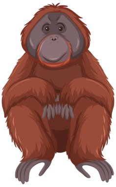 Beyaz arkaplandaki Orangutan vahşi hayvanı