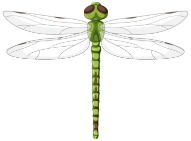 Beyaz arkaplanda yeşil bir yusufçuk resmi