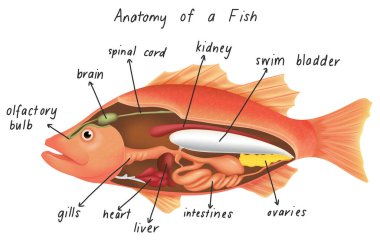 Anatomy of a fish illustration clipart