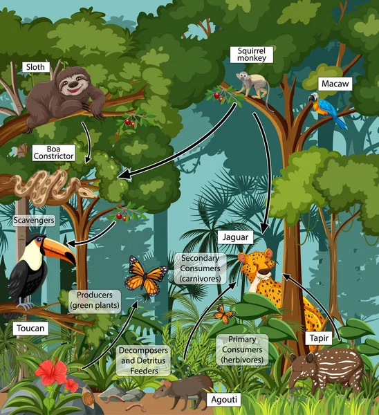 Diagrama Que Muestra Red Alimentaria Ilustración Selva Tropical — Archivo Imágenes Vectoriales