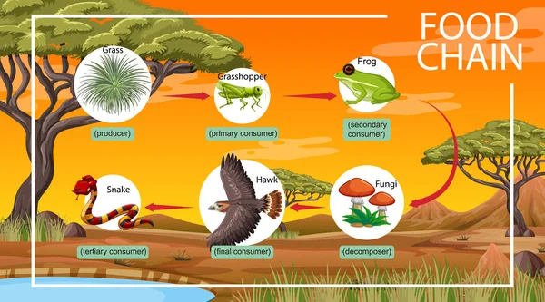 Conceito Diagrama Cadeia Alimentar Sobre Ilustração Fundo Florestal — Vetor de Stock