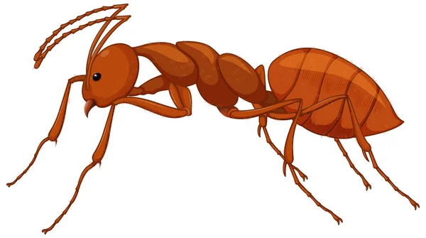 Nahaufnahme Der Roten Ameise Cartoon Stil Auf Weißem Hintergrund — Stockvektor