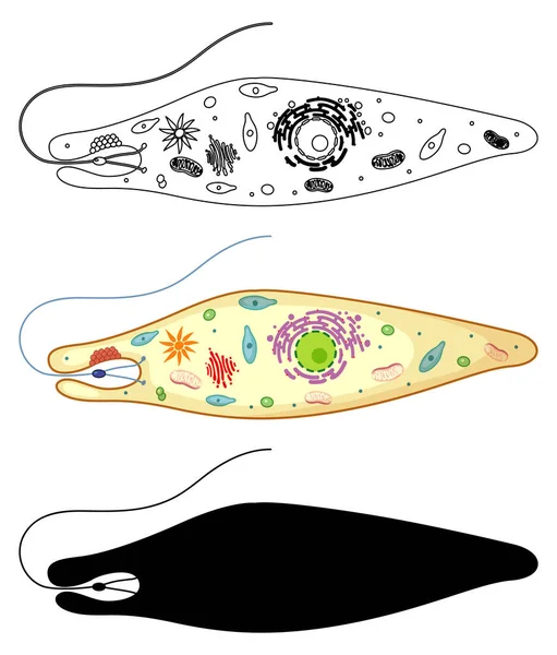 Euglena Kleur Doodle Witte Achtergrond Illustratie — Stockvector