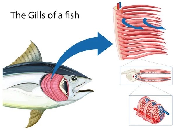 Schema Che Mostra Griglie Pesce Illustrazione — Vettoriale Stock