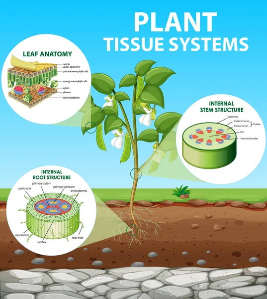 Diagrama Que Muestra Ilustración Los Sistemas Tejido Vegetal — Vector de stock