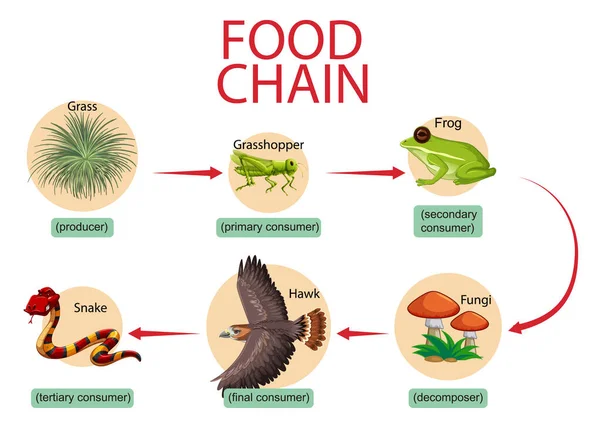 Élelmiszerlánc Diagram Koncepció Illusztráció — Stock Vector