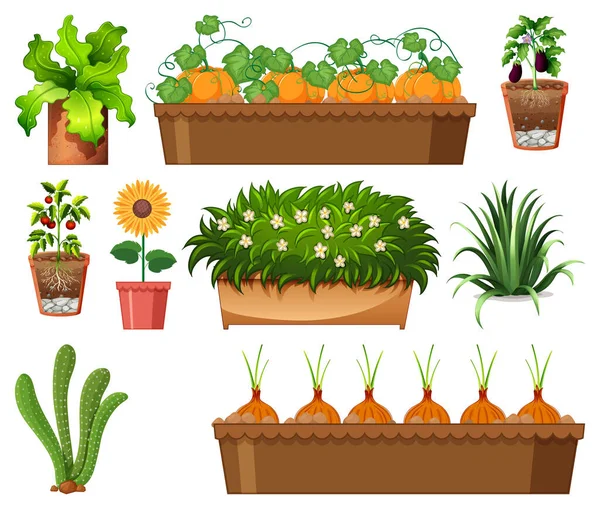 Conjunto Diferentes Plantas Macetas Aisladas Sobre Fondo Blanco Ilustración — Vector de stock