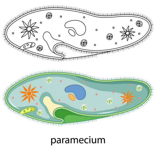 Paramecium in colour and doodle on white background illustration