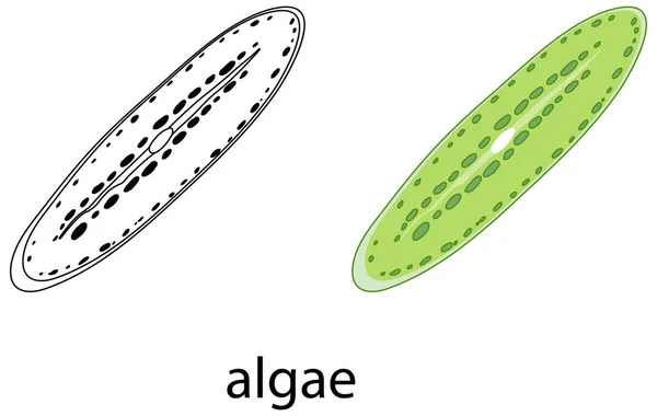 Algas Color Garabato Sobre Fondo Blanco Ilustración — Archivo Imágenes Vectoriales