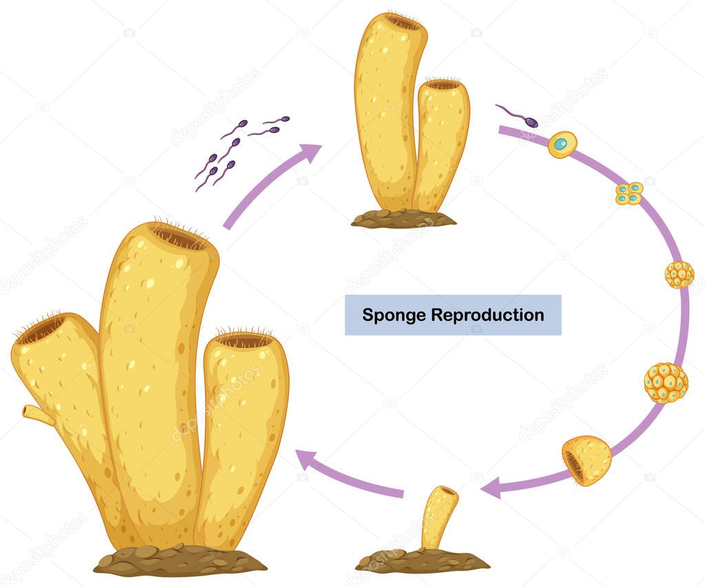 Sexual Reproduction of Sponges Diagram illustration
